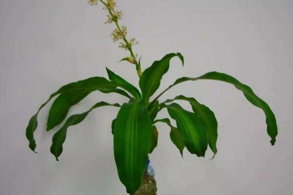 巴西木怎么浇水,掌握四季浇水要点才是最重要的