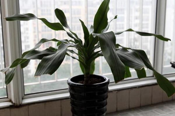 巴西木怎么浇水,掌握四季浇水要点才是最重要的