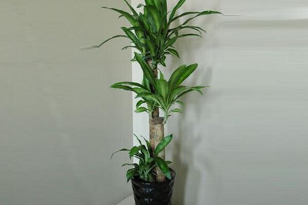 巴西木怎么浇水,掌握四季浇水要点才是最重要的