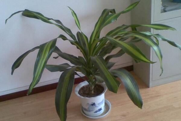 巴西木怎么浇水,掌握四季浇水要点才是最重要的