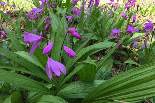 白芨有多少个品种,可以将白芨分为5类