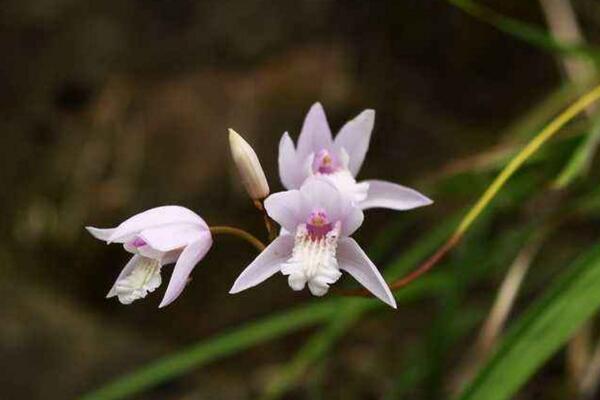 白芨有多少个品种,可以将白芨分为5类