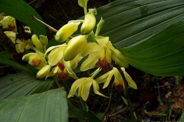 白芨有多少个品种,可以将白芨分为5类