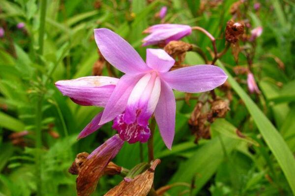 白芨有多少个品种,可以将白芨分为5类