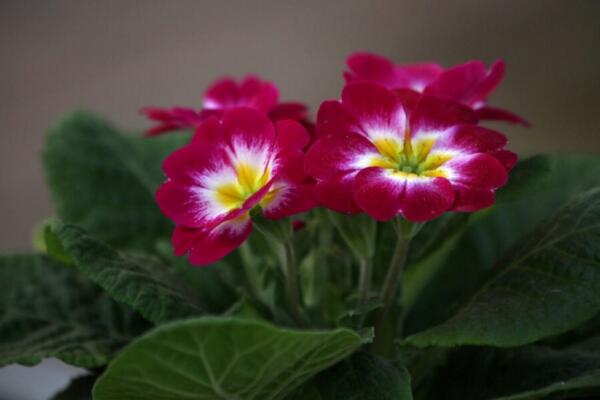 报春花冬天能开吗,提高环境温度是开花的关键