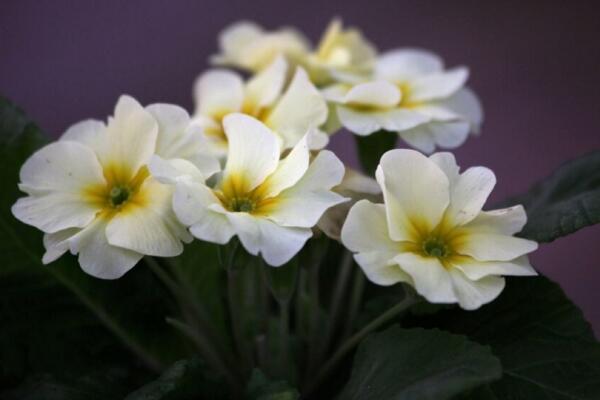 报春花冬天能开吗,提高环境温度是开花的关键