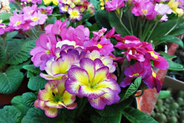 报春花冬天能开吗,提高环境温度是开花的关键