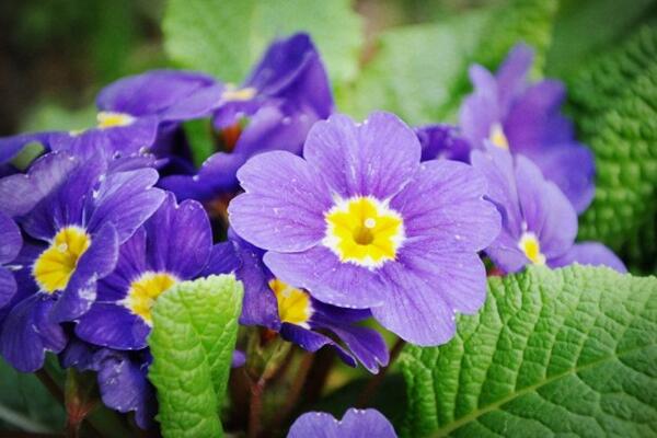 报春花冬天能开吗,提高环境温度是开花的关键