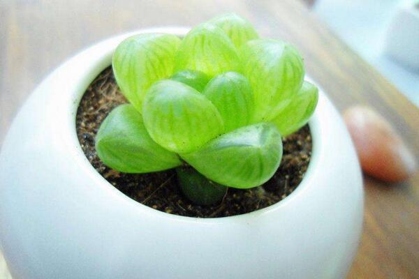 草玉露的养殖方法和注意事项,保证土壤肥沃以及光照充足