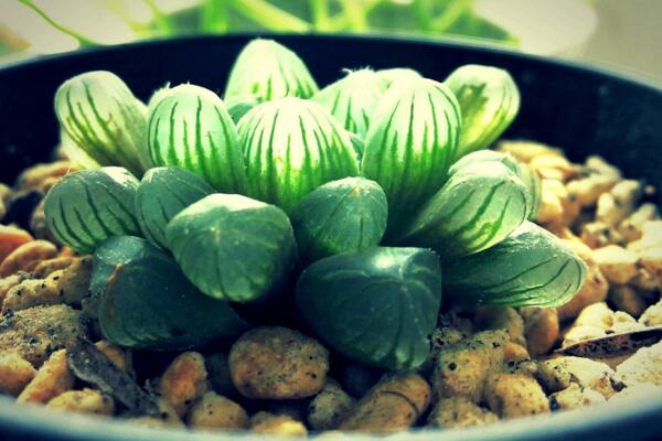 草玉露的养殖方法和注意事项,保证土壤肥沃以及光照充足