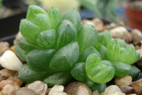 草玉露的养殖方法和注意事项,保证土壤肥沃以及光照充足