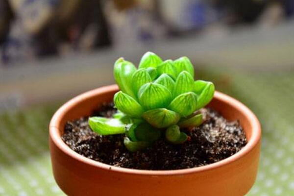 草玉露的养殖方法和注意事项,保证土壤肥沃以及光照充足