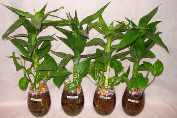 荷花竹可以水培吗,荷花竹水培方法详解