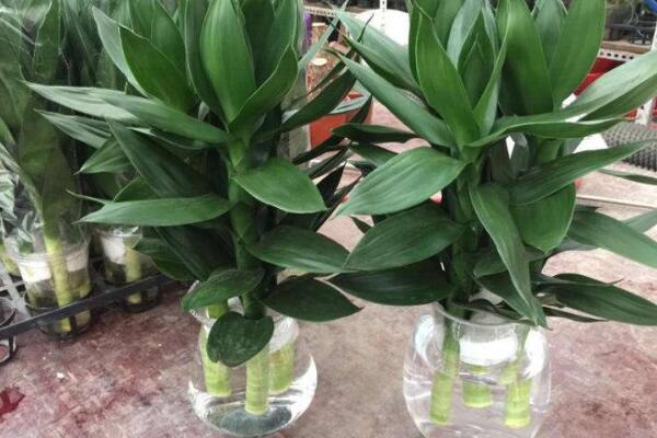 荷花竹可以水培吗,荷花竹水培方法详解