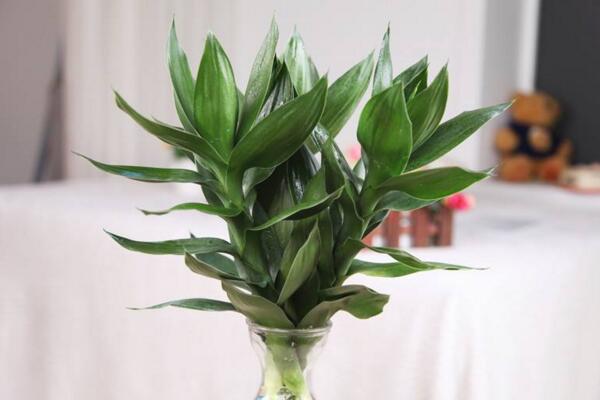 荷花竹可以水培吗,荷花竹水培方法详解