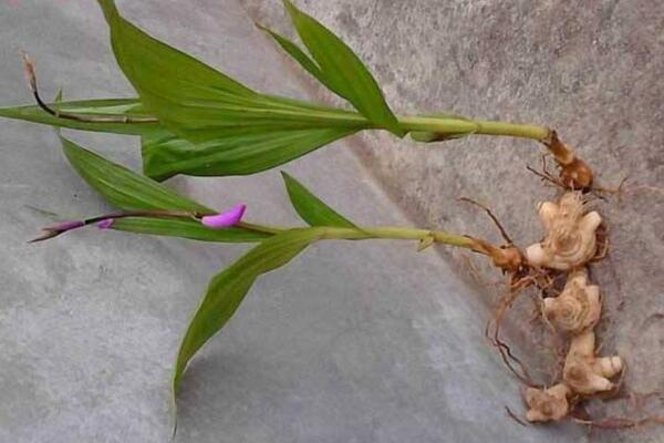 白芨种植技术,4步即可完成白芨的种植