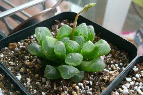 冰灯玉露怎么繁殖,播种繁殖以及分株繁殖方法详解