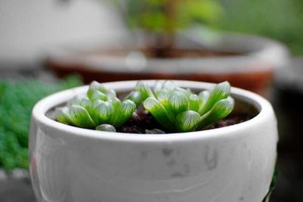 冰灯玉露怎么繁殖,播种繁殖以及分株繁殖方法详解