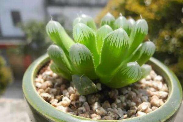 冰灯玉露怎么繁殖,播种繁殖以及分株繁殖方法详解