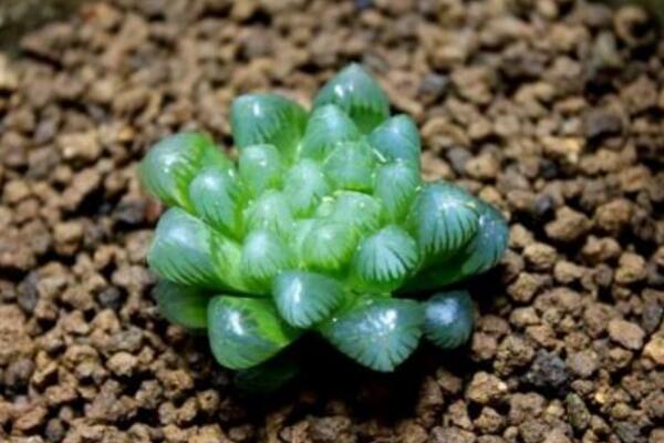 冰灯玉露怎么繁殖,播种繁殖以及分株繁殖方法详解