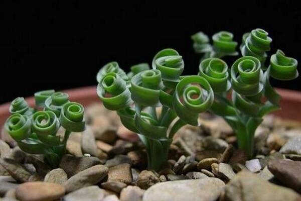 弹簧草怎么养,弹簧草四季养护要点