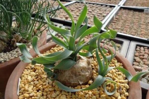 弹簧草怎么养,弹簧草四季养护要点