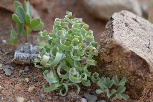 弹簧草怎么养,弹簧草四季养护要点