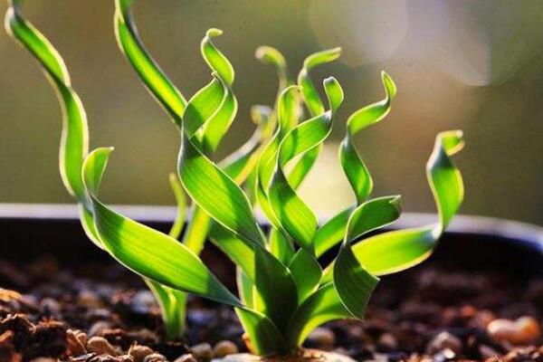 弹簧草怎么养,弹簧草四季养护要点