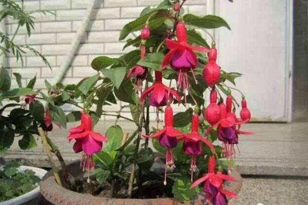 倒挂金钟的繁殖方法，扦插繁殖成活率最高