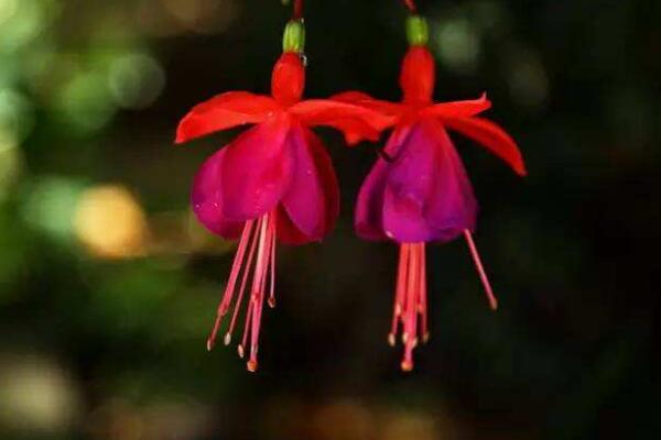 倒挂金钟的繁殖方法，扦插繁殖成活率最高