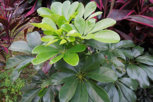 鹅掌藤怎么养爆盆,保证充足的光照以及肥水