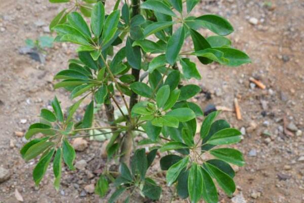 鹅掌藤怎么养爆盆,保证充足的光照以及肥水