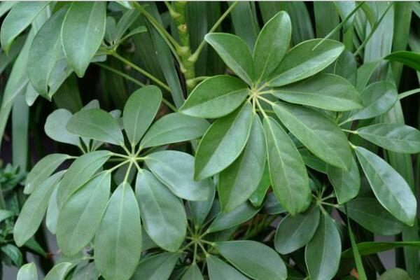 鹅掌藤怎么养爆盆,保证充足的光照以及肥水