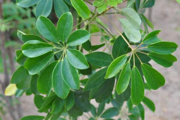 鹅掌藤怎么养爆盆,保证充足的光照以及肥水