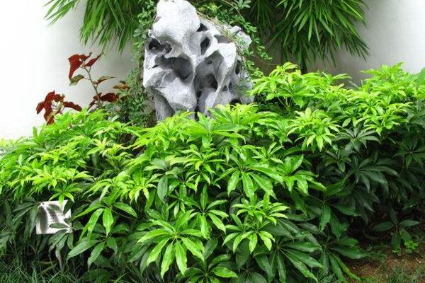 鹅掌藤怎么养爆盆,保证充足的光照以及肥水