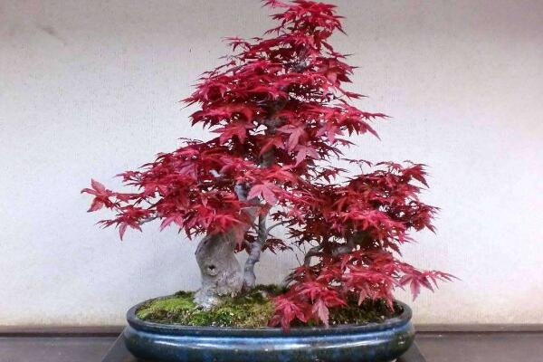 红枫盆栽怎么修剪,掌握修剪方法以及注意事项