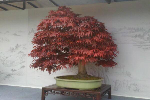 红枫盆栽怎么修剪,掌握修剪方法以及注意事项