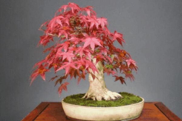 红枫盆栽怎么修剪,掌握修剪方法以及注意事项