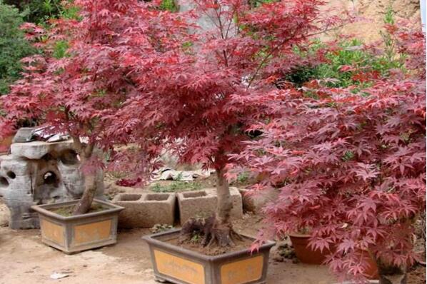 红枫盆栽怎么修剪,掌握修剪方法以及注意事项