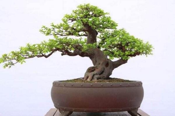 黄杨盆景叶子卷曲枯萎怎么办,控制光照并减少浇水