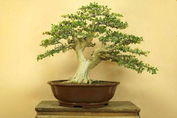 黄杨盆景叶子卷曲枯萎怎么办,控制光照并减少浇水