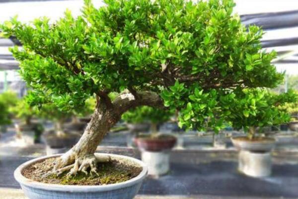 黄杨盆景叶子卷曲枯萎怎么办,控制光照并减少浇水