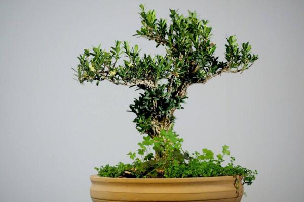 黄杨盆景叶子卷曲枯萎怎么办,控制光照并减少浇水