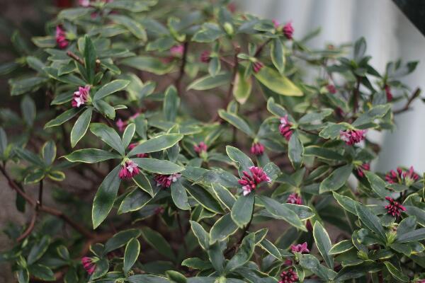 金边瑞香冬季怎么养护,控制温度并加强光照