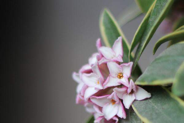 金边瑞香冬季怎么养护,控制温度并加强光照