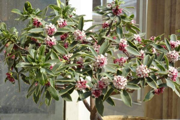 金边瑞香冬季怎么养护,控制温度并加强光照