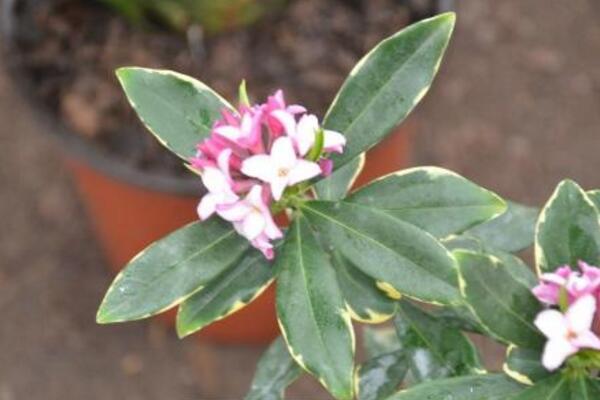 金边瑞香冬季怎么养护,控制温度并加强光照