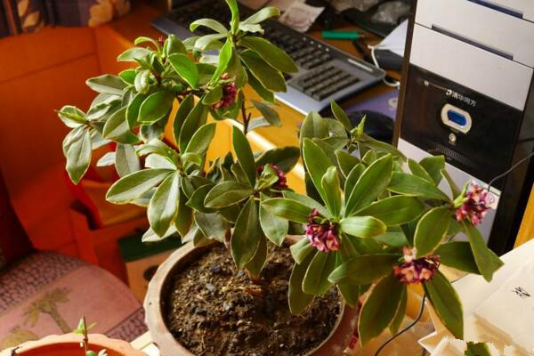 金边瑞香怎么浇水,金边瑞香四季浇水要点