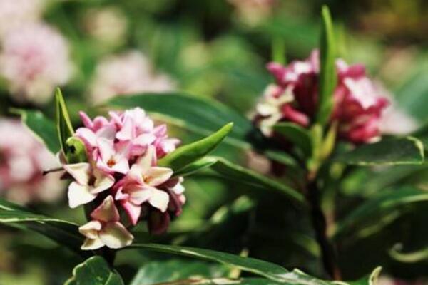 金边瑞香怎么浇水,金边瑞香四季浇水要点