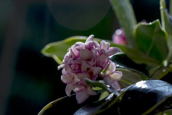 金边瑞香怎么浇水,金边瑞香四季浇水要点